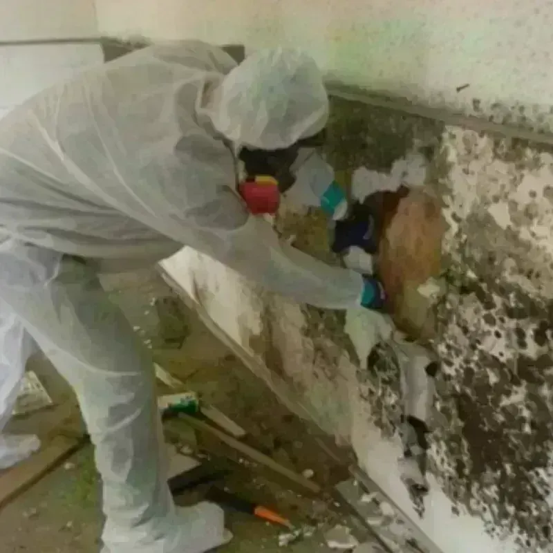 Mold Remediation and Removal in Beulah, ND